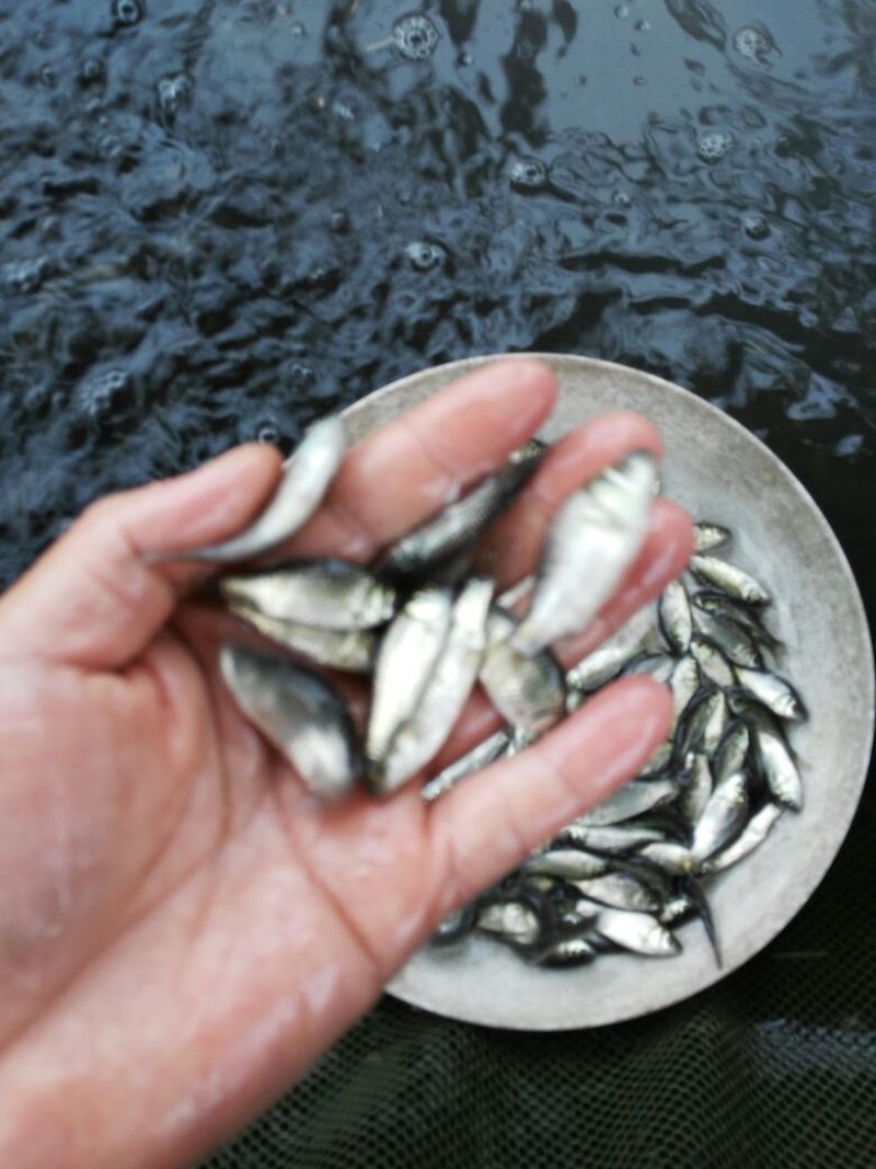 鲫鱼苗3~5公分