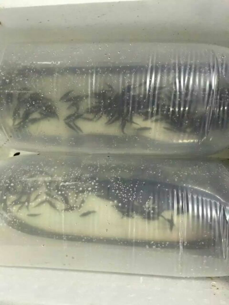 鲫鱼苗3~5公分