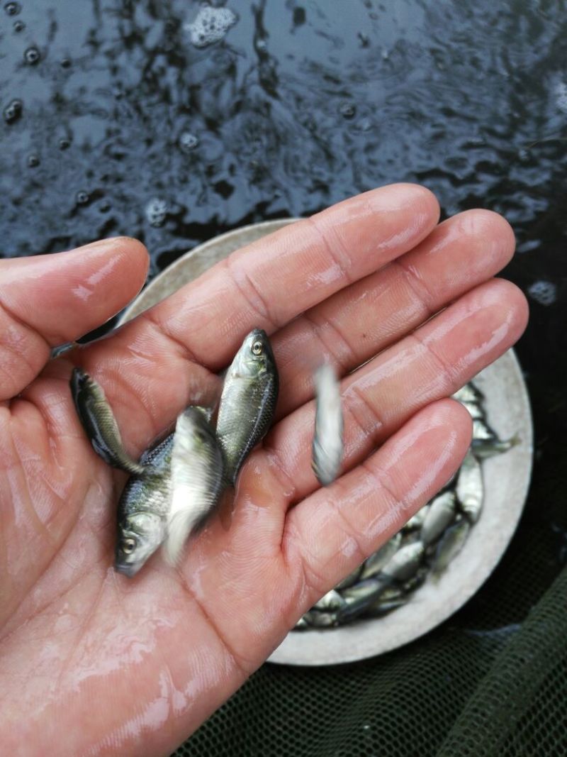 鲫鱼苗3~5公分
