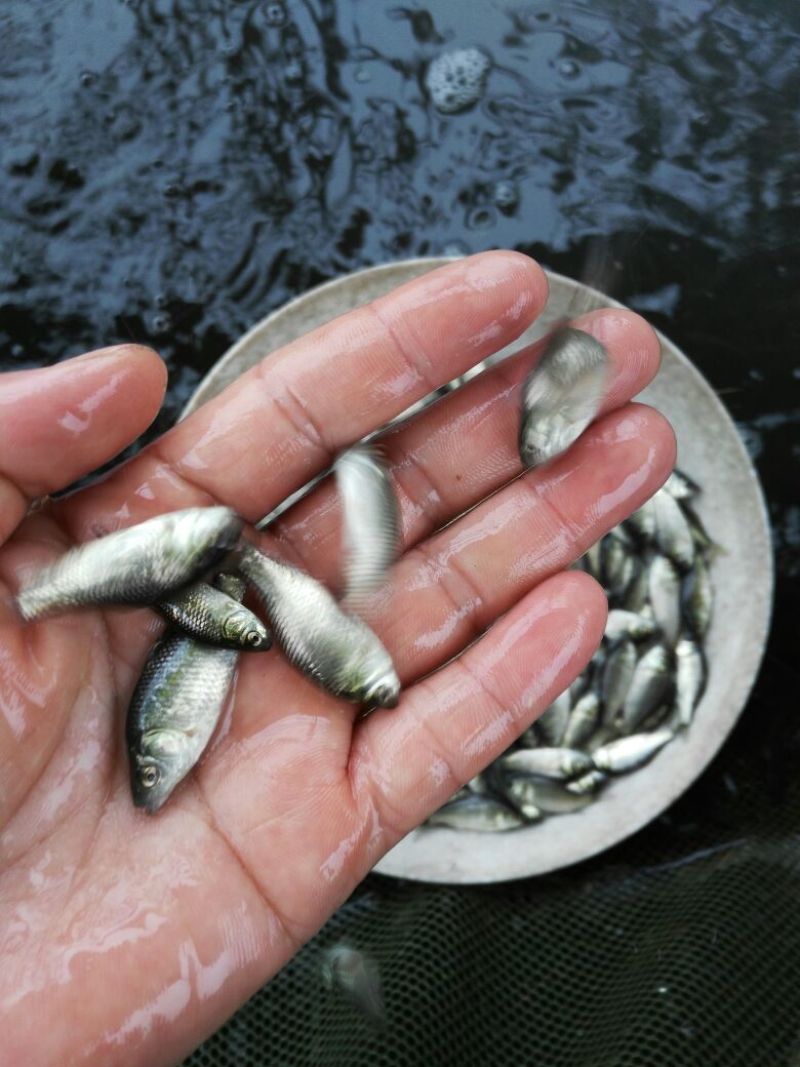 鲫鱼苗3~5公分