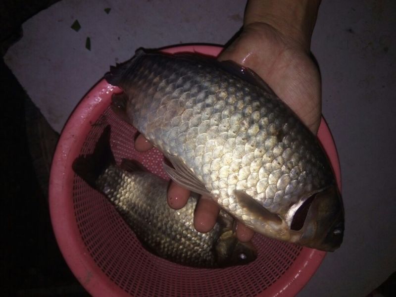 鲫鱼苗3~5公分
