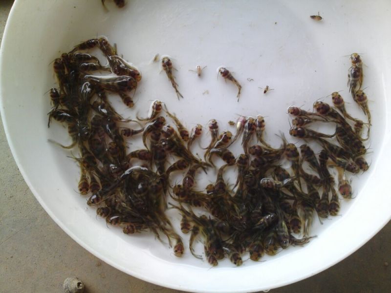 黄颡鱼苗