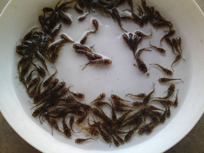 黄颡鱼苗