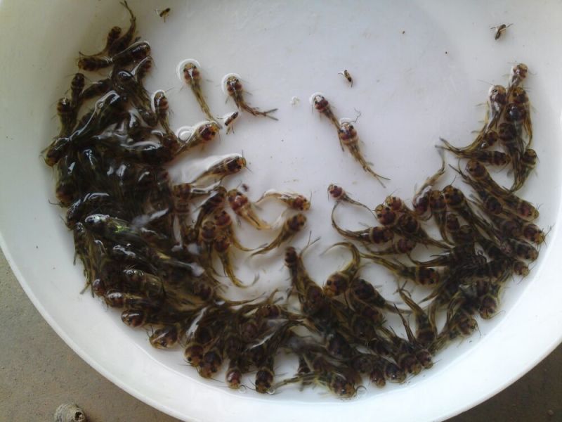 黄颡鱼苗