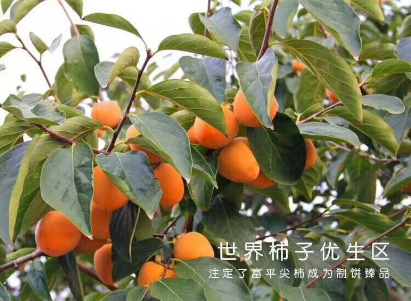 柿饼1~2两