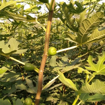 无花果树苗，布兰瑞克，波姬红，青皮，金傲芬无花果树苗。