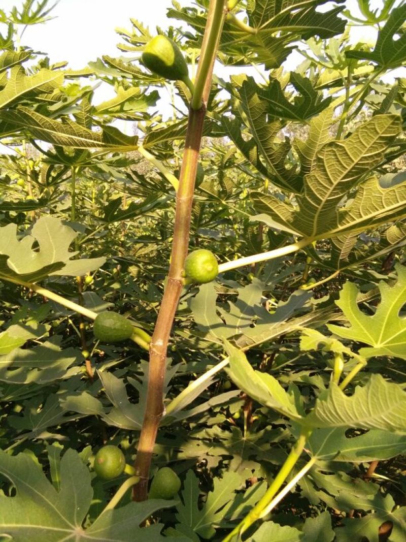 无花果树苗，布兰瑞克，波姬红，青皮，金傲芬无花果树苗。