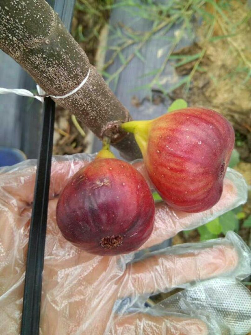 无花果树苗，布兰瑞克，波姬红，青皮，金傲芬无花果树苗。
