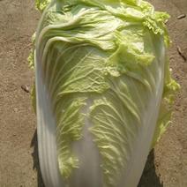白菜净菜4~6斤