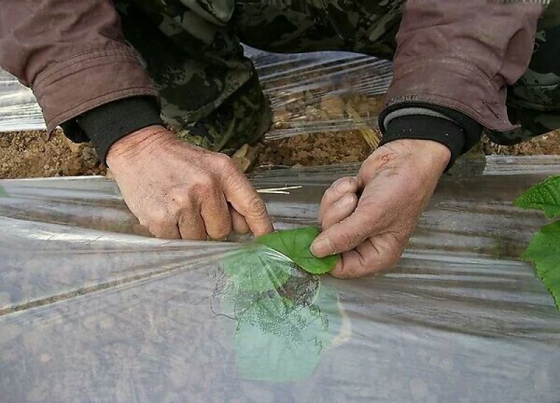 农资白色地膜保温保湿农用膜吹塑膜白地膜黑地膜果园蔬菜大棚