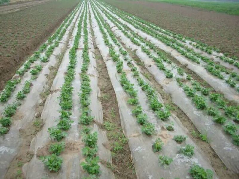 农资白色地膜保温保湿农用膜吹塑膜白地膜黑地膜果园蔬菜大棚