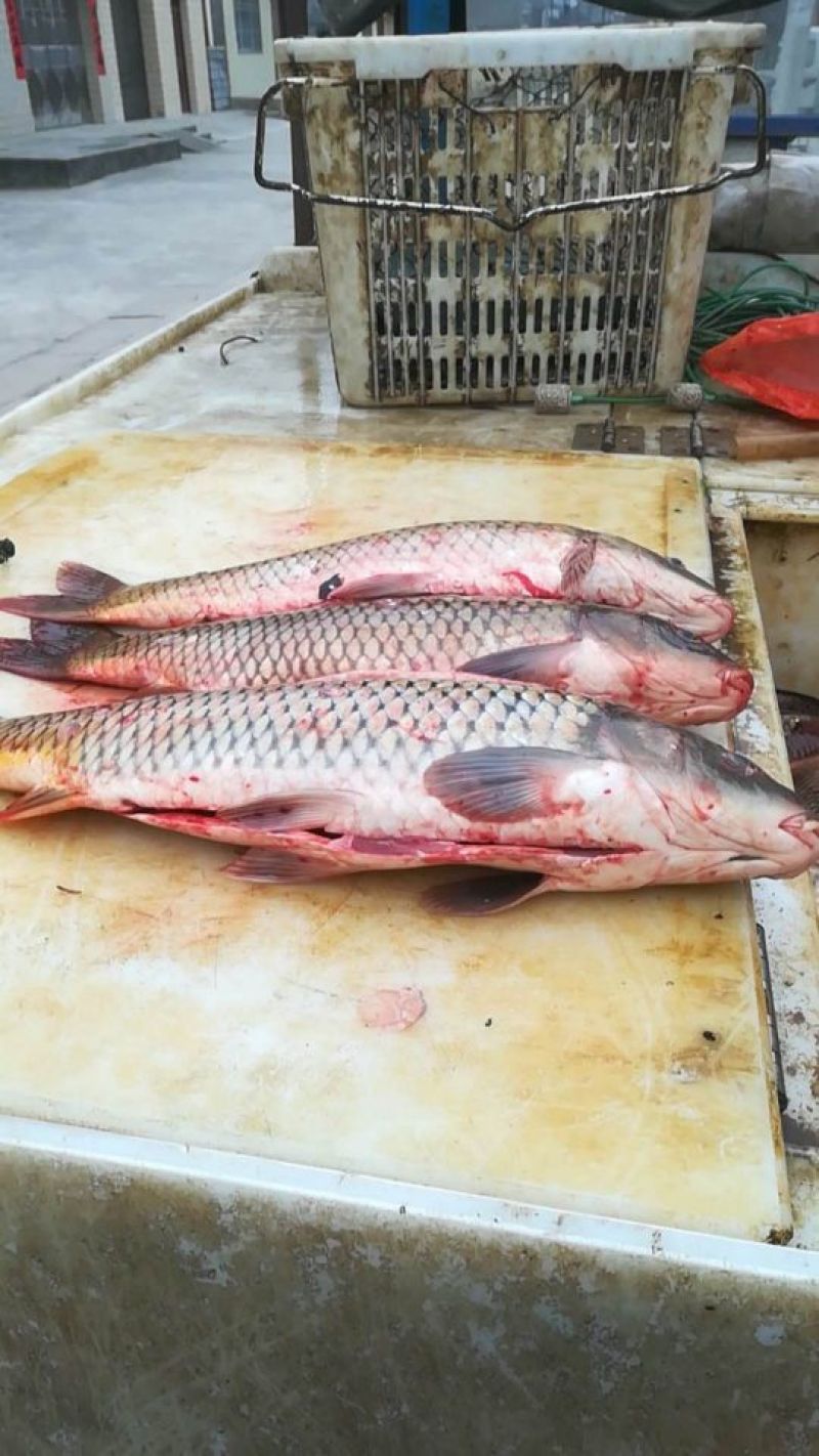 鲤鱼鲤鱼壳