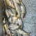 鲤鱼鲤鱼壳