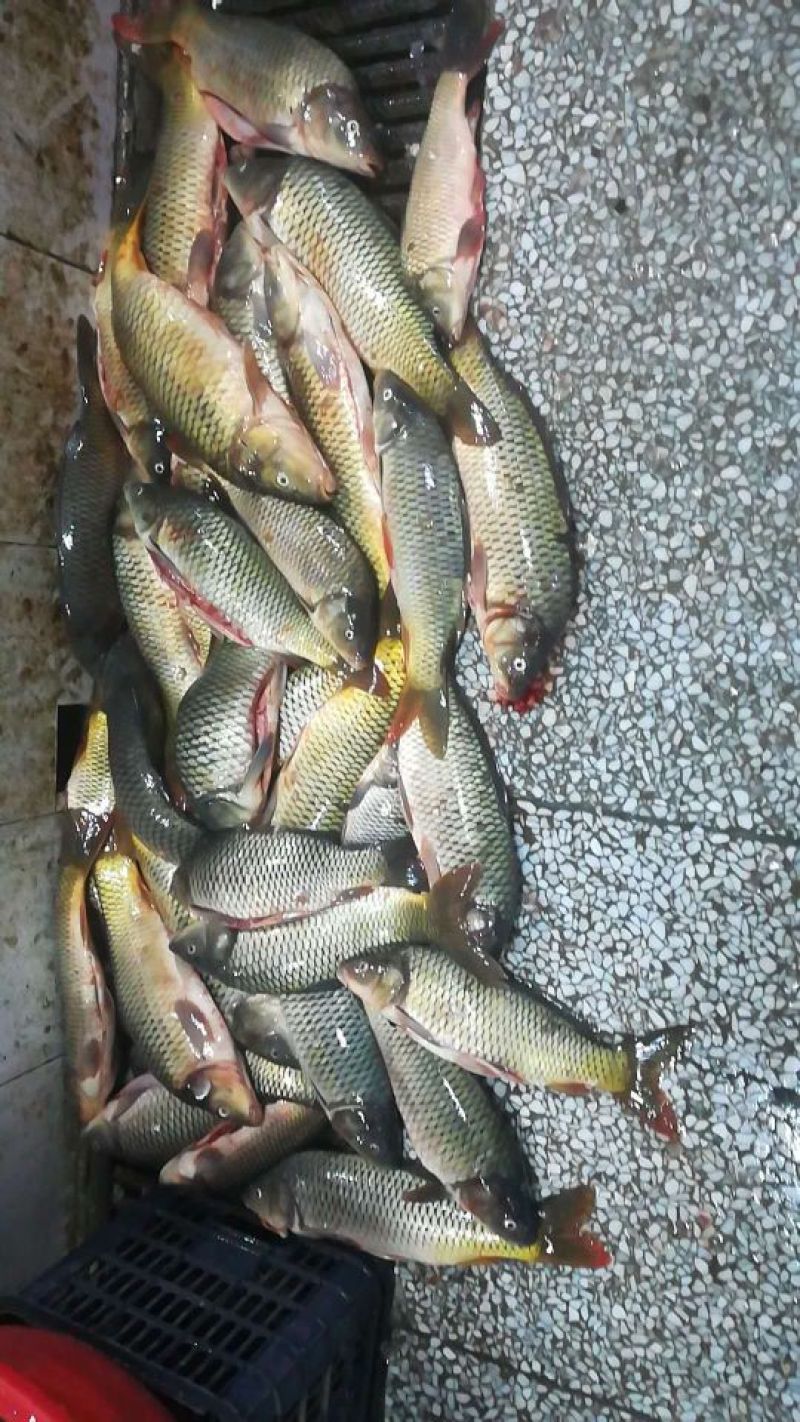 鲤鱼鲤鱼壳