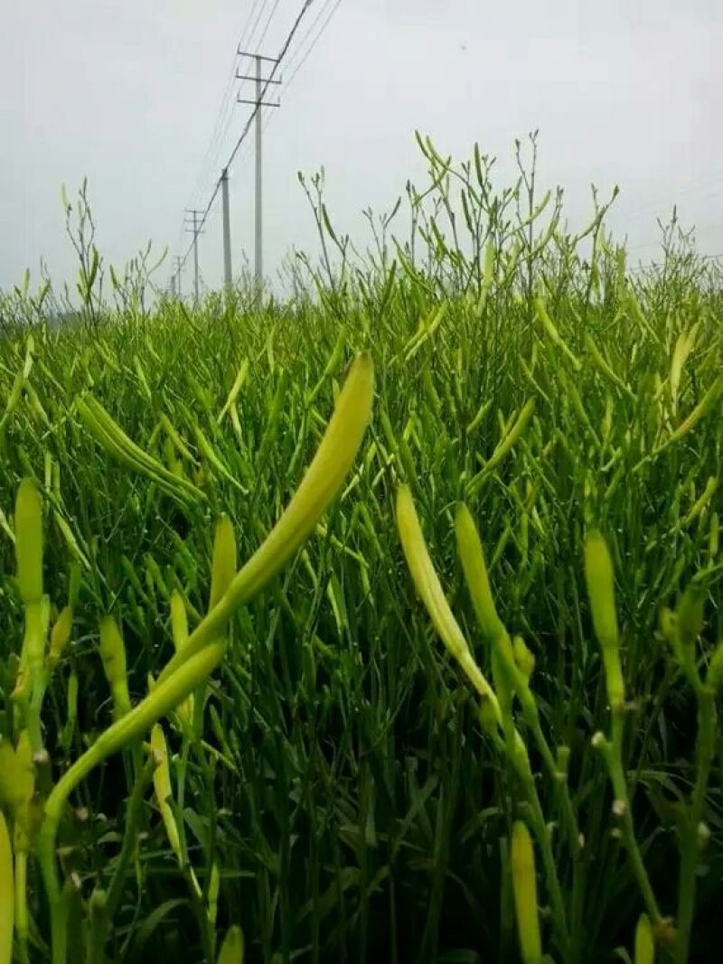 黄花菜种苗10~20cm