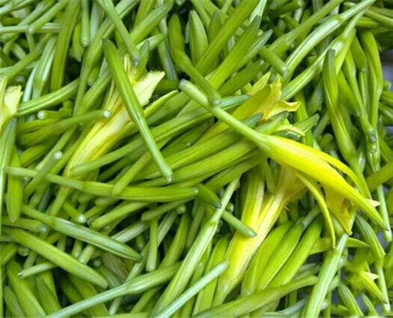 黄花菜种苗10~20cm