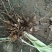 黄花菜种苗10~20cm