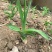 黄花菜种苗10~20cm
