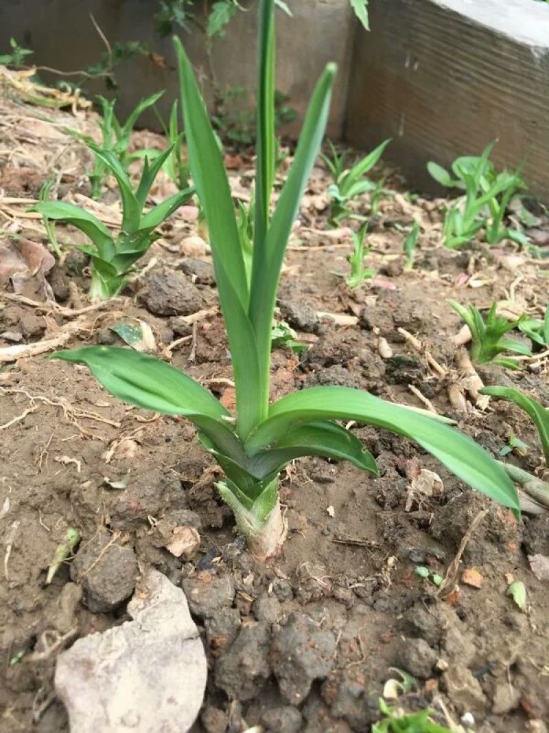 黄花菜种苗10~20cm