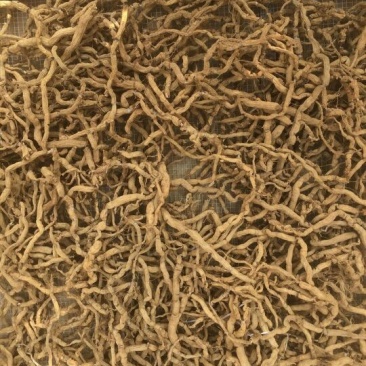 巴戟天圆条不抽芯