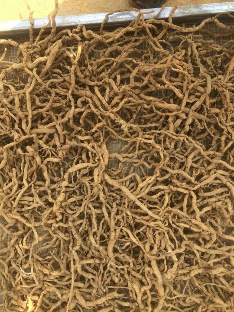 巴戟天圆条不抽芯