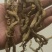 巴戟天圆条不抽芯