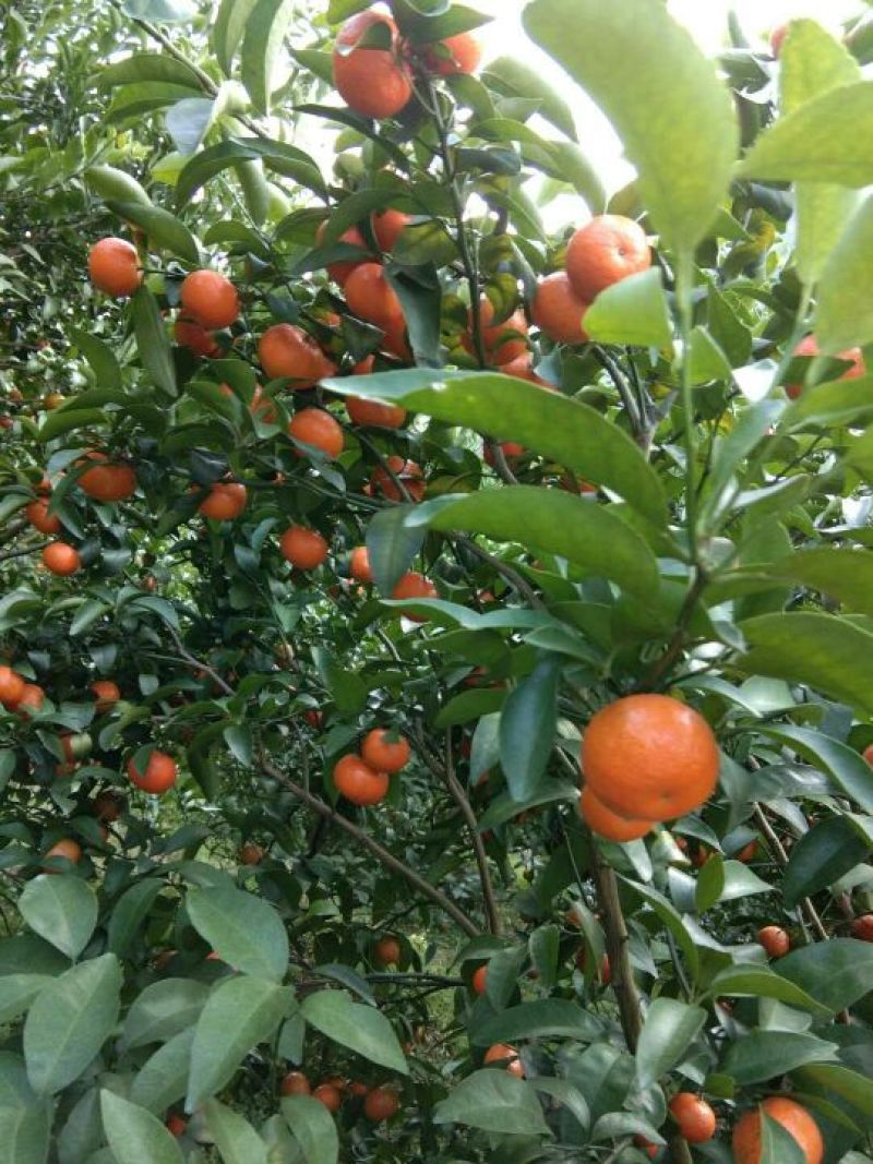 沙糖桔3~4cm一级