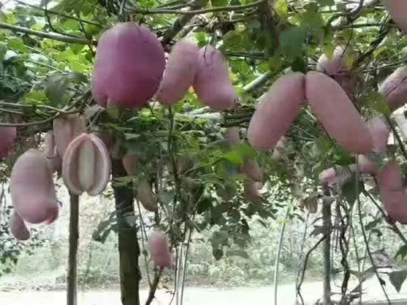 八月瓜种子