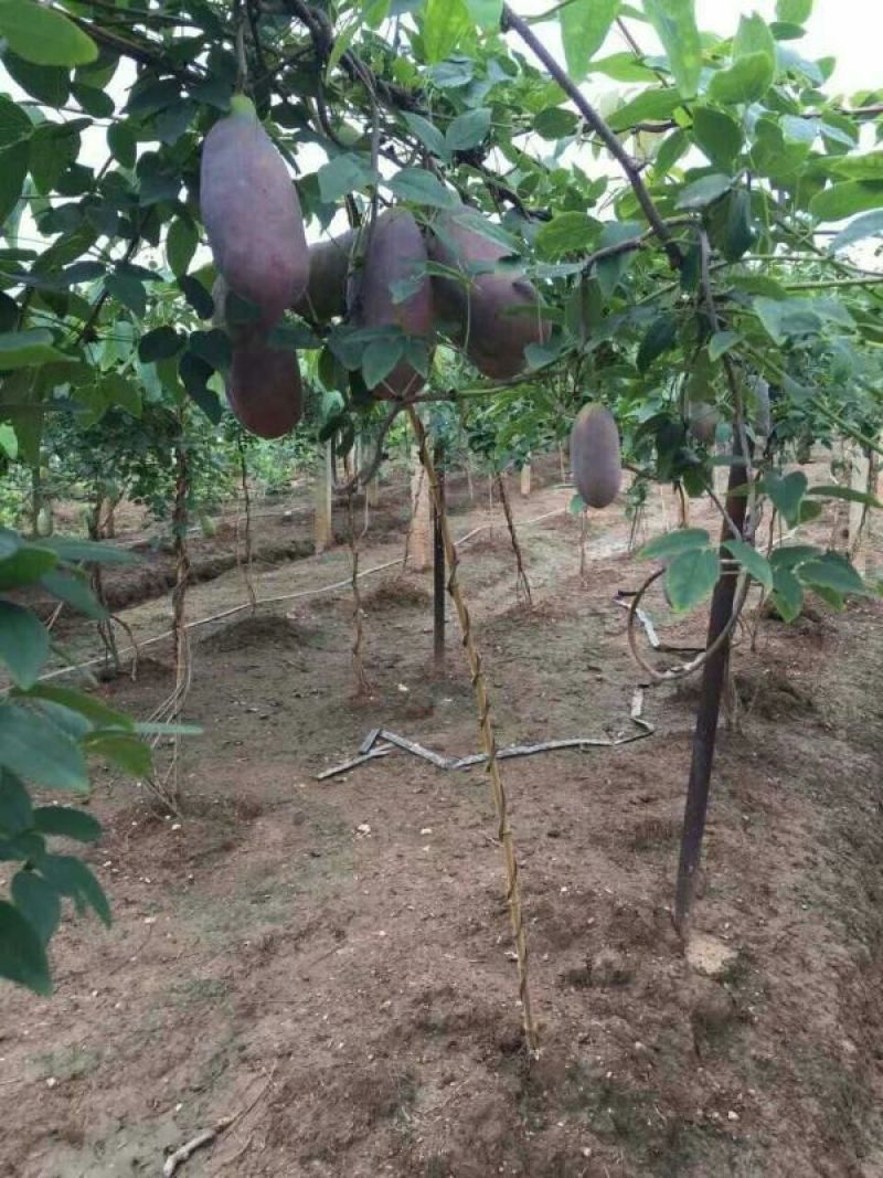 八月瓜种子