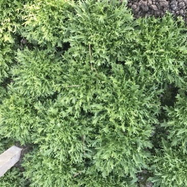 苦菊15~20cm