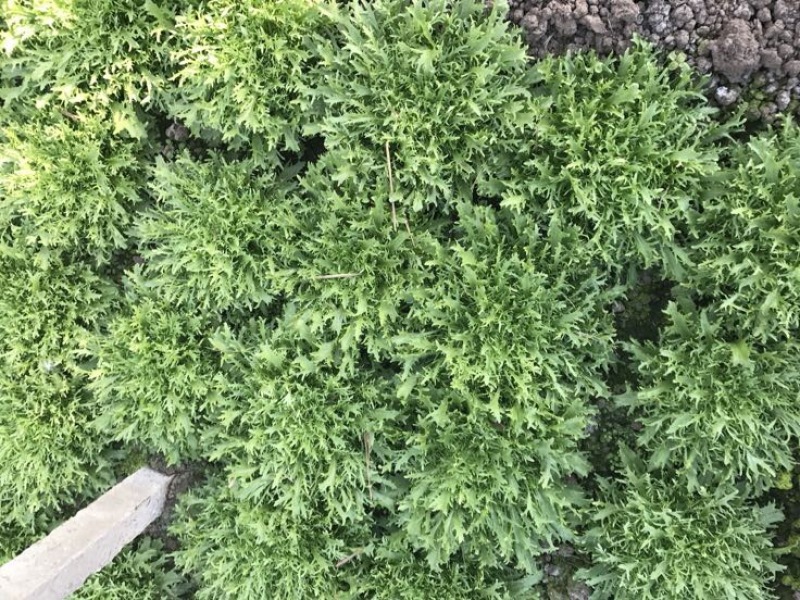 苦菊15~20cm