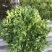 苦菊15~20cm