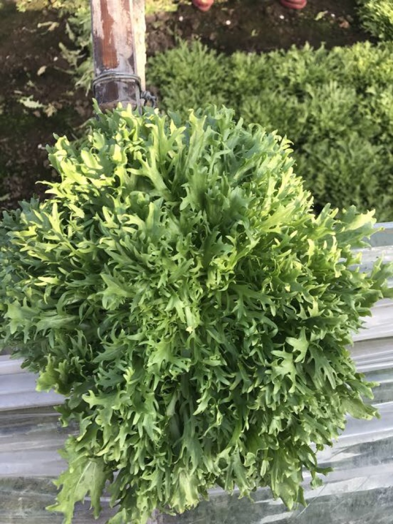 苦菊15~20cm