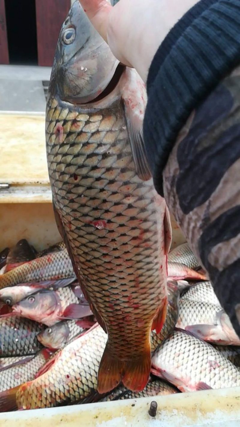 鲤鱼鲤鱼壳