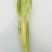 碧玉甜笋8~10cm