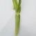 碧玉甜笋8~10cm