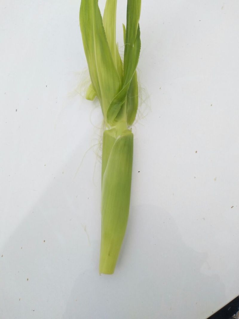 碧玉甜笋8~10cm