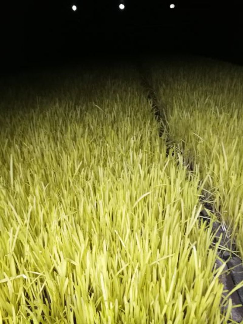 韭黄二茬40~50公分