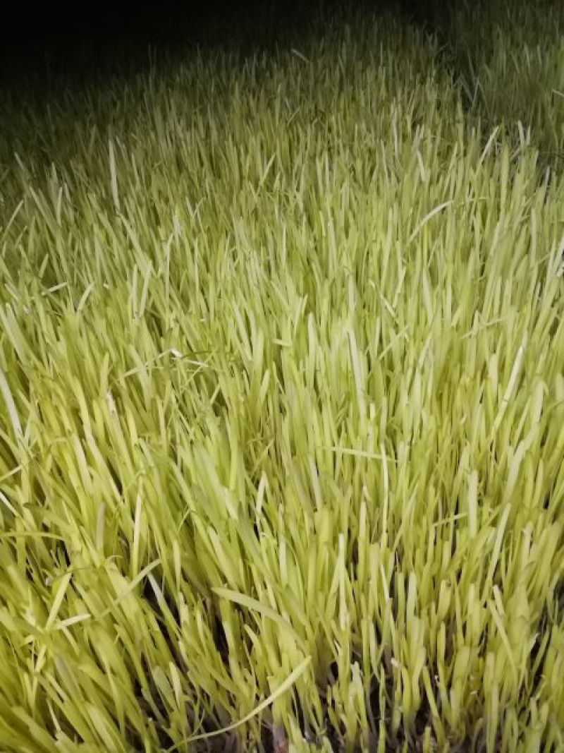韭黄二茬40~50公分