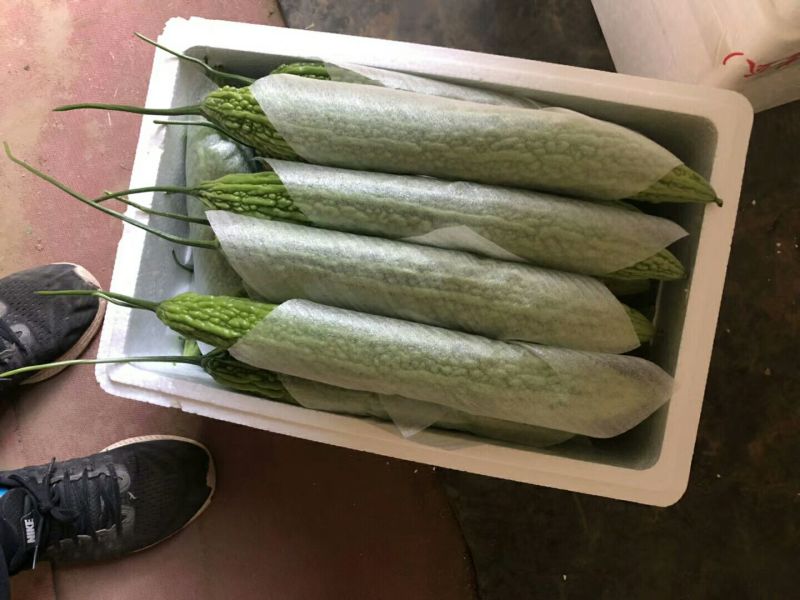 精品新碗苦瓜3~4两，颜色绿齐定质量好