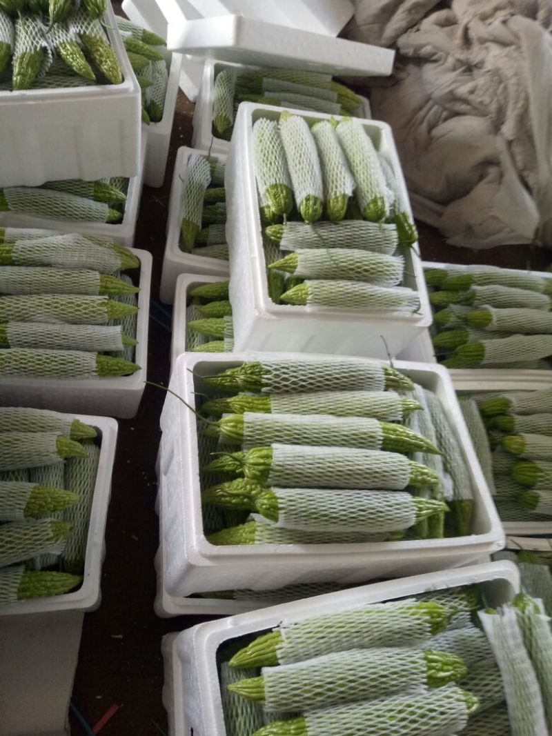 精品新碗苦瓜3~4两，颜色绿齐定质量好