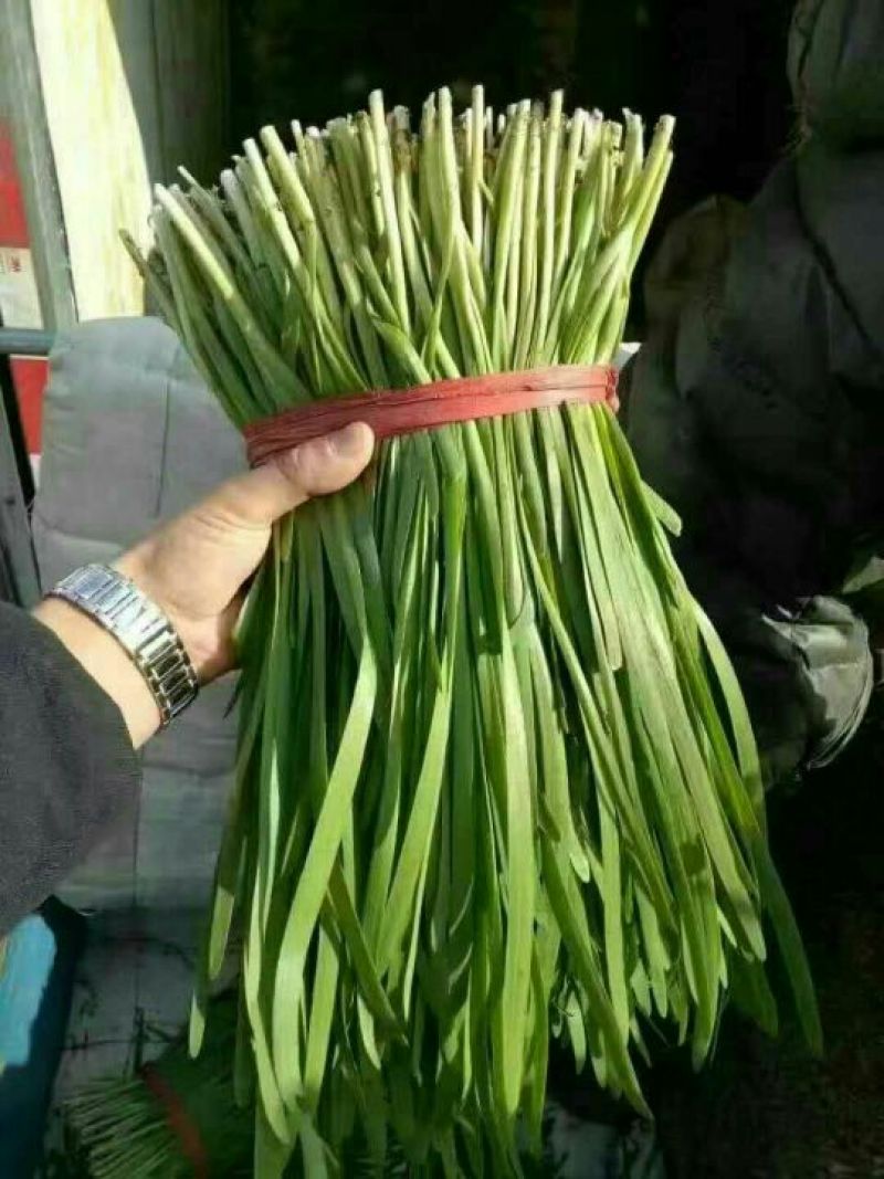 【力荐】莘县万亩韭菜大量供应实力代办对接各级客商