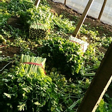 芹菜60cm以上西芹大量上市欢迎电话联系沟通