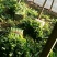 芹菜60cm以上西芹大量上市欢迎电话联系沟通