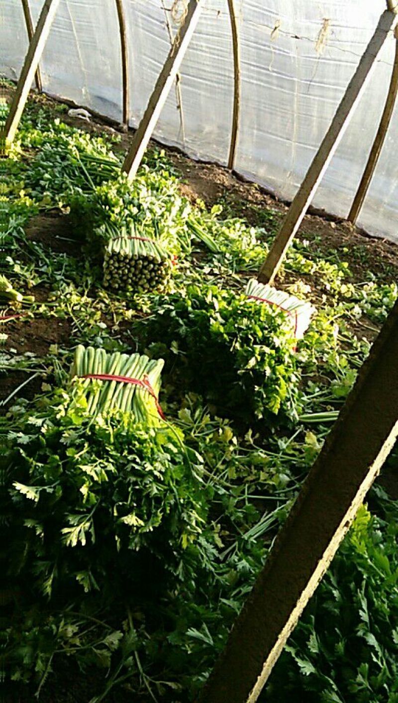 芹菜60cm以上西芹大量上市欢迎电话联系沟通