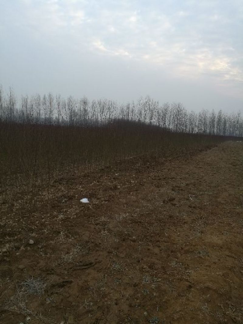 毛桃树苗80cm以上根系完好成活率高自家苗圃种植