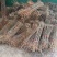 毛桃树苗80cm以上根系完好成活率高自家苗圃种植