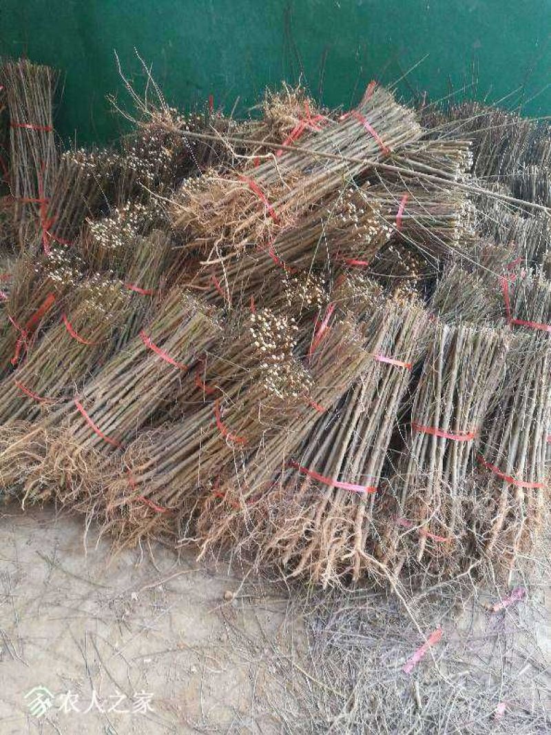 毛桃树苗80cm以上根系完好成活率高自家苗圃种植