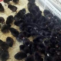 绿壳蛋鸡苗35~45克出壳苗通货品种纯正代为育雏