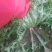 苦菊12~15cm